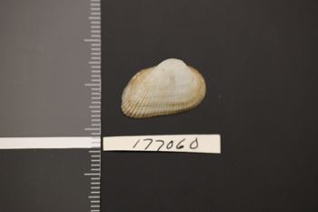 Media type: image;   Malacology 177060 Description: Preserved specimen.;
